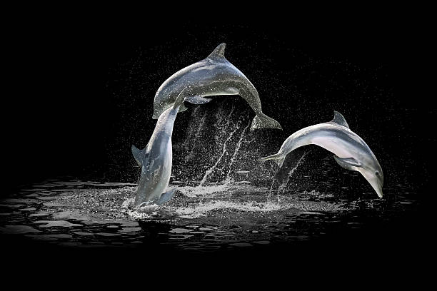 Detail Dolphins Background Images Nomer 11