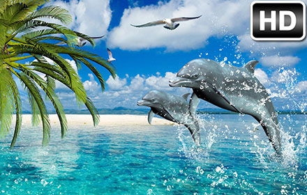 Detail Dolphins Background Images Nomer 13