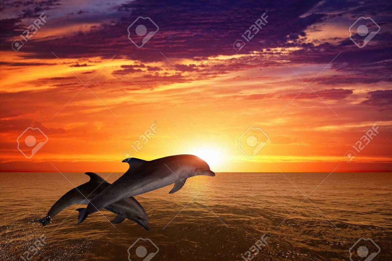 Detail Dolphins Background Images Nomer 23