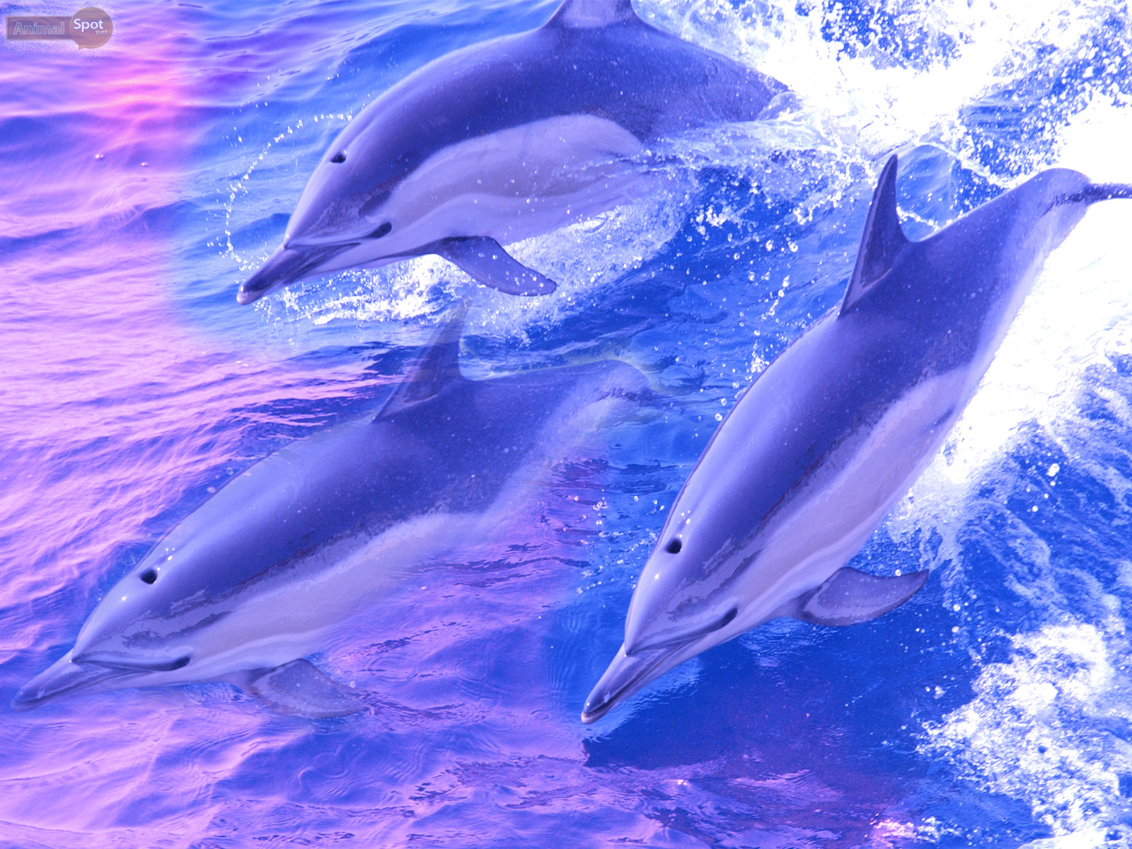 Detail Dolphins Background Images Nomer 43