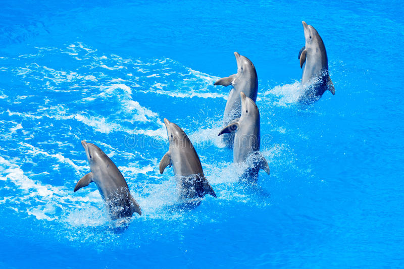 Detail Dolphins Images Free Nomer 48