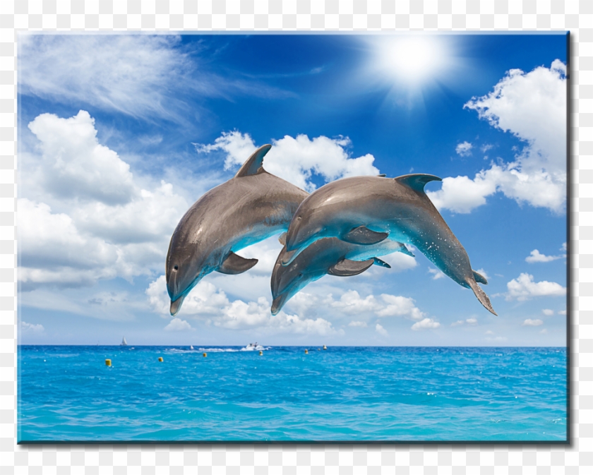 Detail Dolphins Png Nomer 27