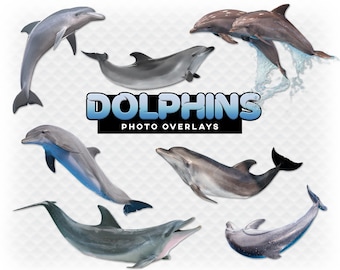 Detail Dolphins Png Nomer 45