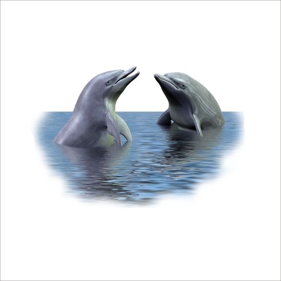 Detail Dolphins Png Nomer 48