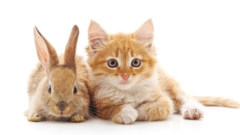 Dongeng Kucing Dan Kelinci - KibrisPDR