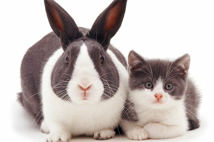 Detail Dongeng Kucing Dan Kelinci Nomer 9