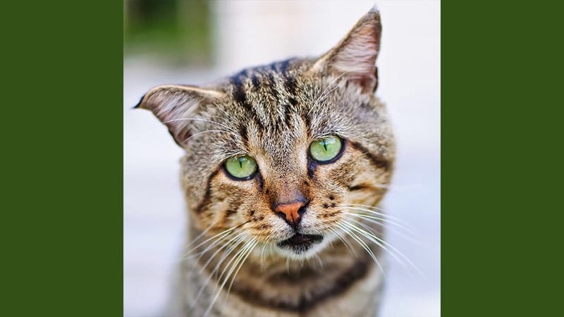 Detail Dongeng Kucing Dan Kelinci Nomer 10
