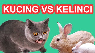 Detail Dongeng Kucing Dan Kelinci Nomer 14