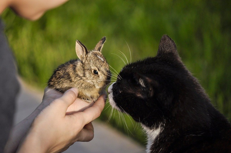 Detail Dongeng Kucing Dan Kelinci Nomer 15