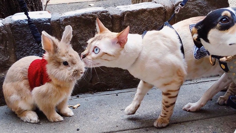 Detail Dongeng Kucing Dan Kelinci Nomer 17