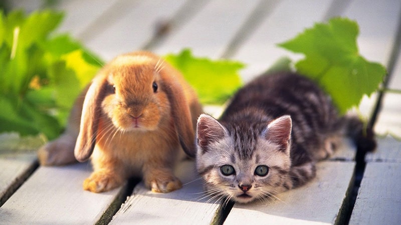 Detail Dongeng Kucing Dan Kelinci Nomer 2
