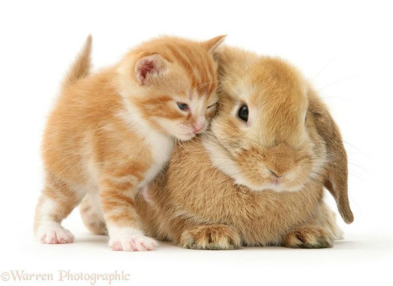 Detail Dongeng Kucing Dan Kelinci Nomer 25