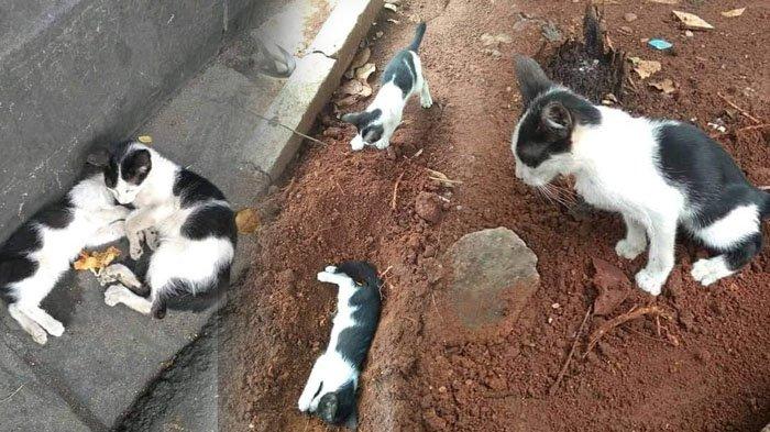 Detail Dongeng Kucing Dan Kelinci Nomer 31