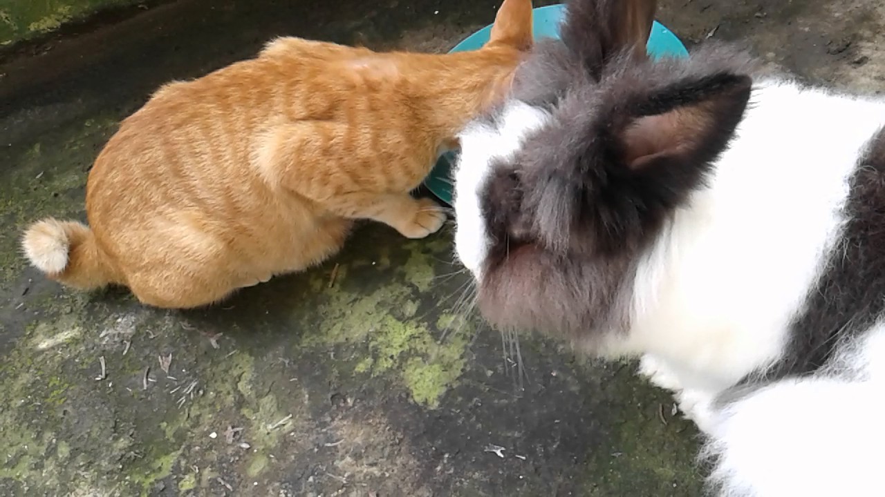 Detail Dongeng Kucing Dan Kelinci Nomer 34