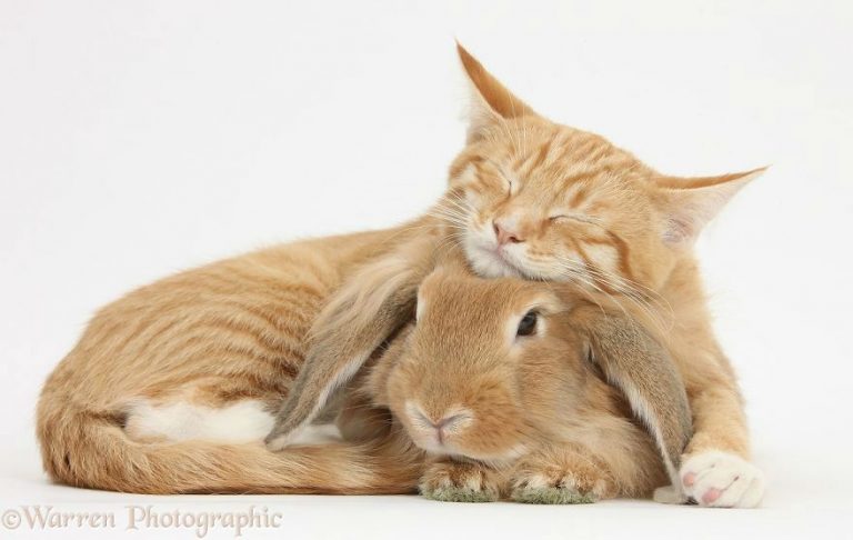 Detail Dongeng Kucing Dan Kelinci Nomer 35