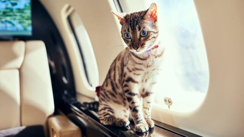 Detail Dongeng Kucing Dan Kelinci Nomer 37