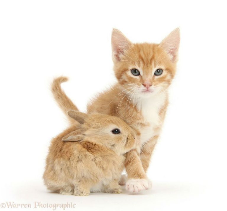 Detail Dongeng Kucing Dan Kelinci Nomer 46