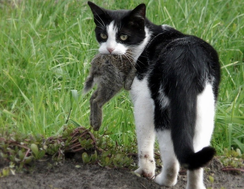 Detail Dongeng Kucing Dan Kelinci Nomer 47