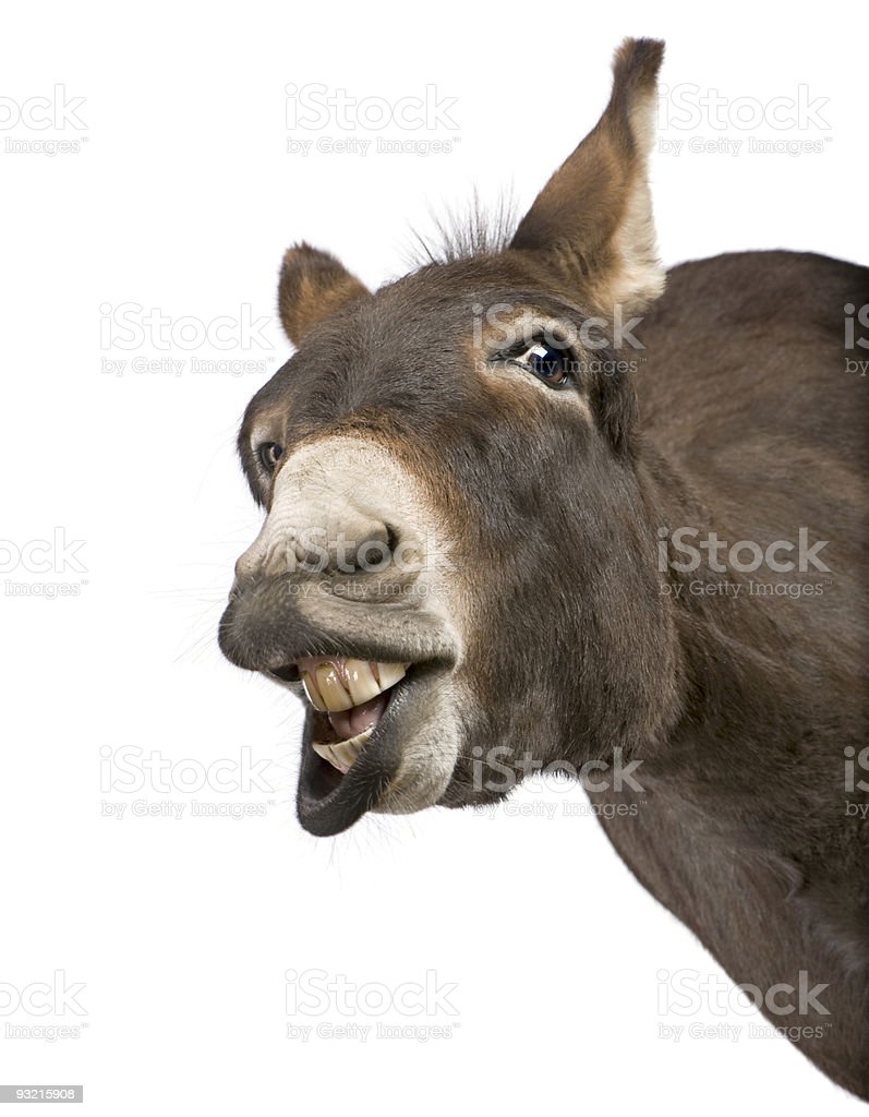 Detail Donkey Download Nomer 22