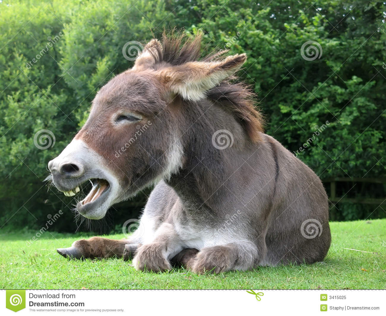 Detail Donkey Download Nomer 23