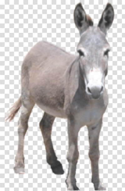 Detail Donkey Downloader Nomer 12