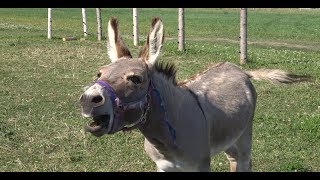 Detail Donkey Downloader Nomer 19