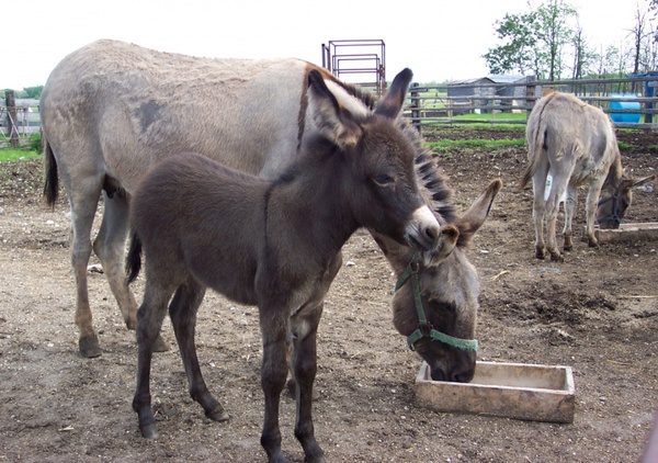 Detail Donkey Downloader Nomer 20