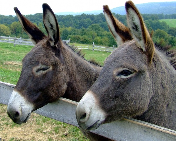 Detail Donkey Downloads Nomer 11