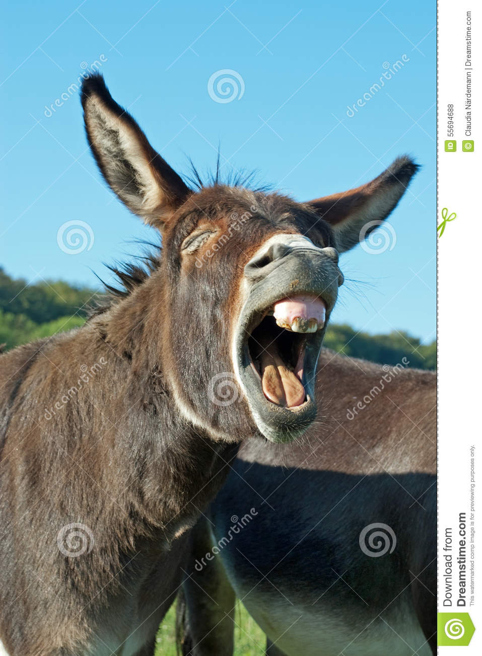 Detail Donkey Downloads Nomer 17