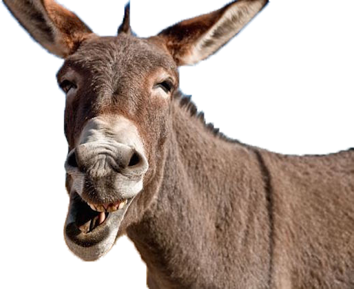 Detail Donkey Downloads Nomer 19