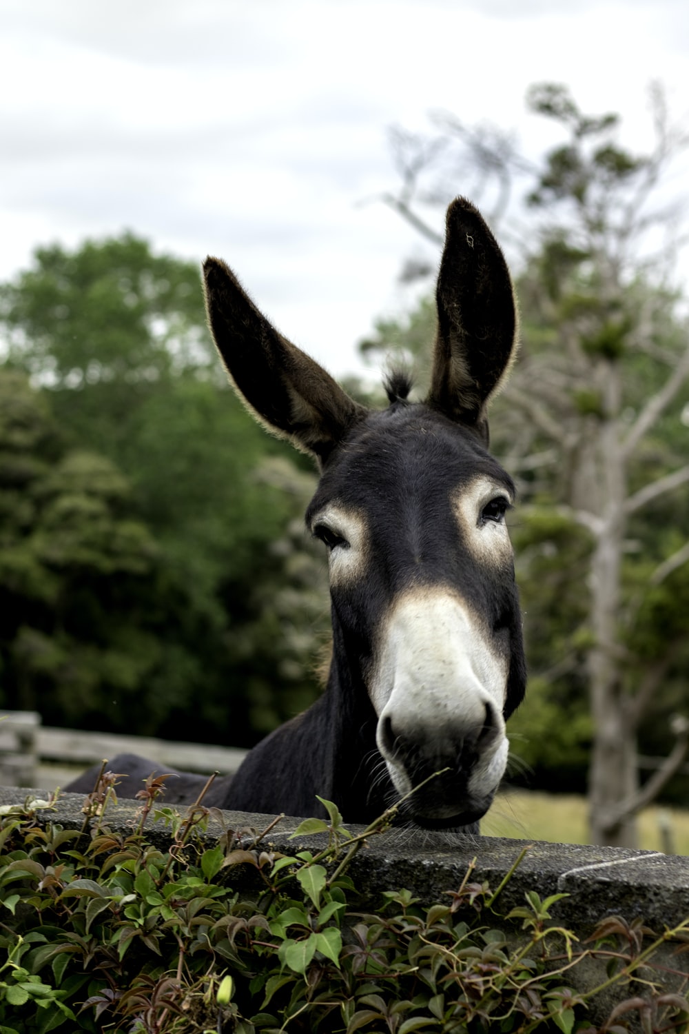 Detail Donkey Downloads Nomer 3