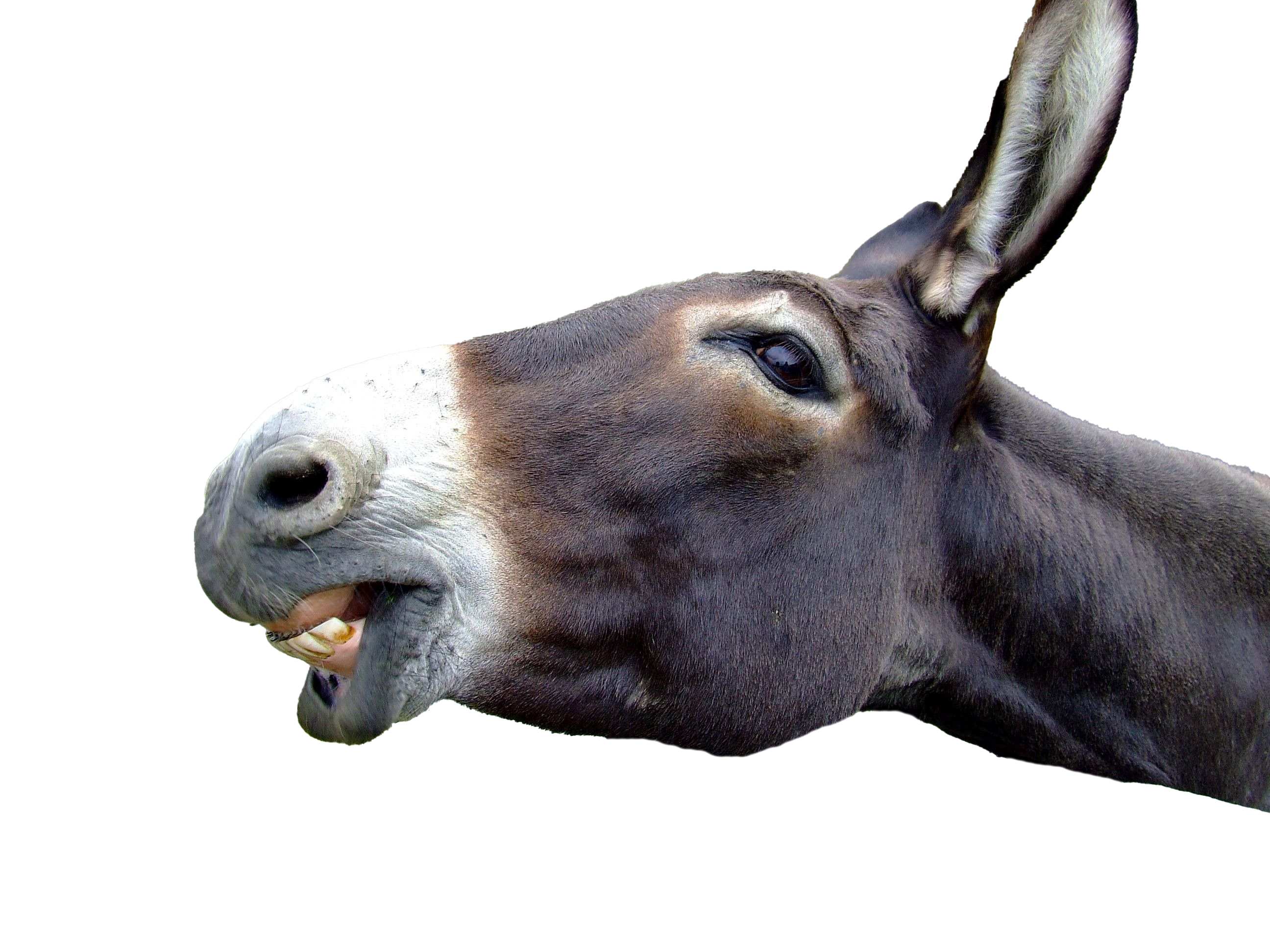 Detail Donkey Downloads Nomer 25