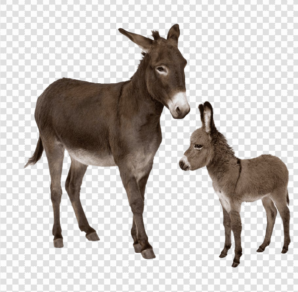 Detail Donkey Downloads Nomer 28