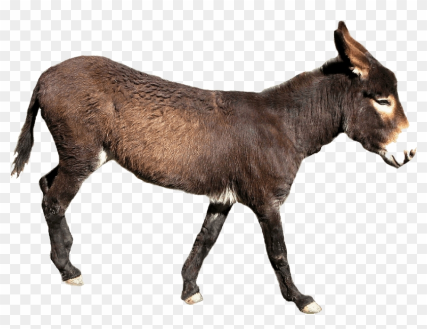 Detail Donkey Downloads Nomer 32