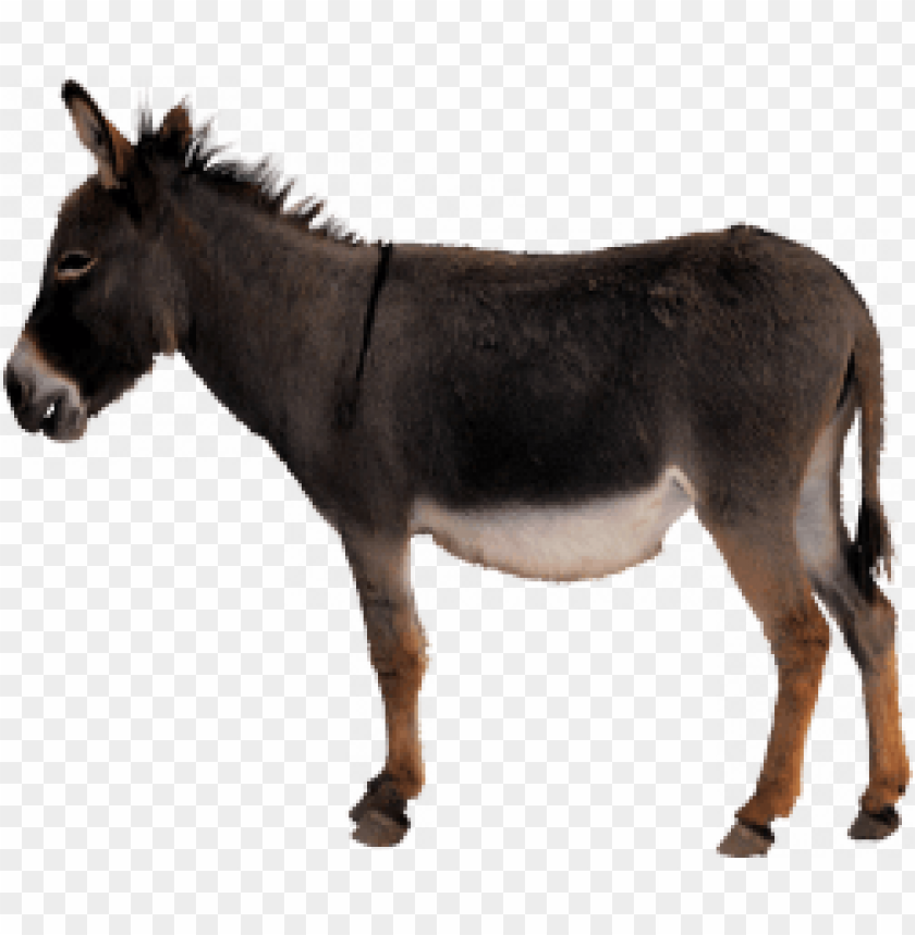 Detail Donkey Downloads Nomer 34