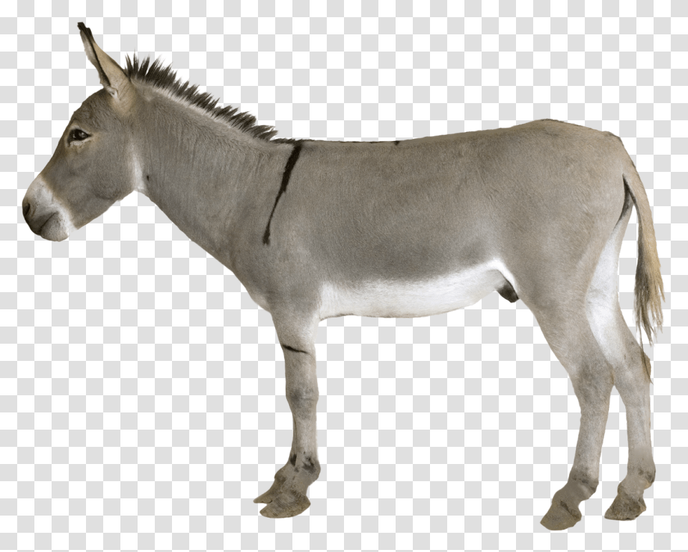 Detail Donkey Downloads Nomer 5