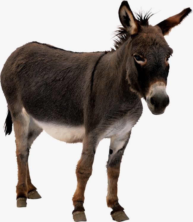 Detail Donkey Downloads Nomer 46
