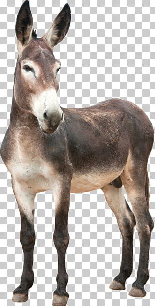 Detail Donkey Downloads Nomer 6