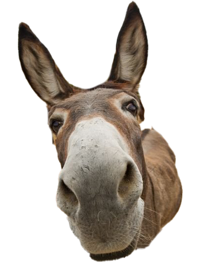 Detail Donkey Downloads Nomer 48