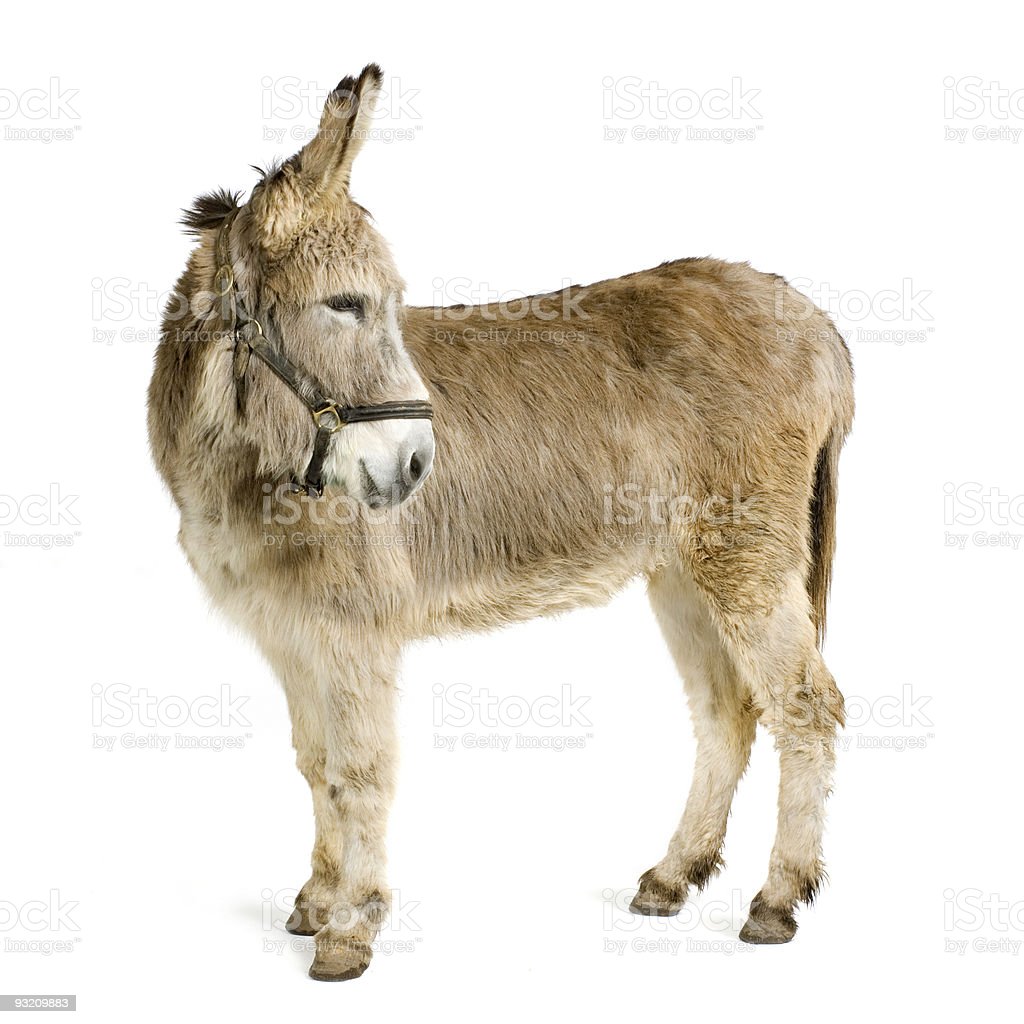 Detail Donkey Downloads Nomer 49