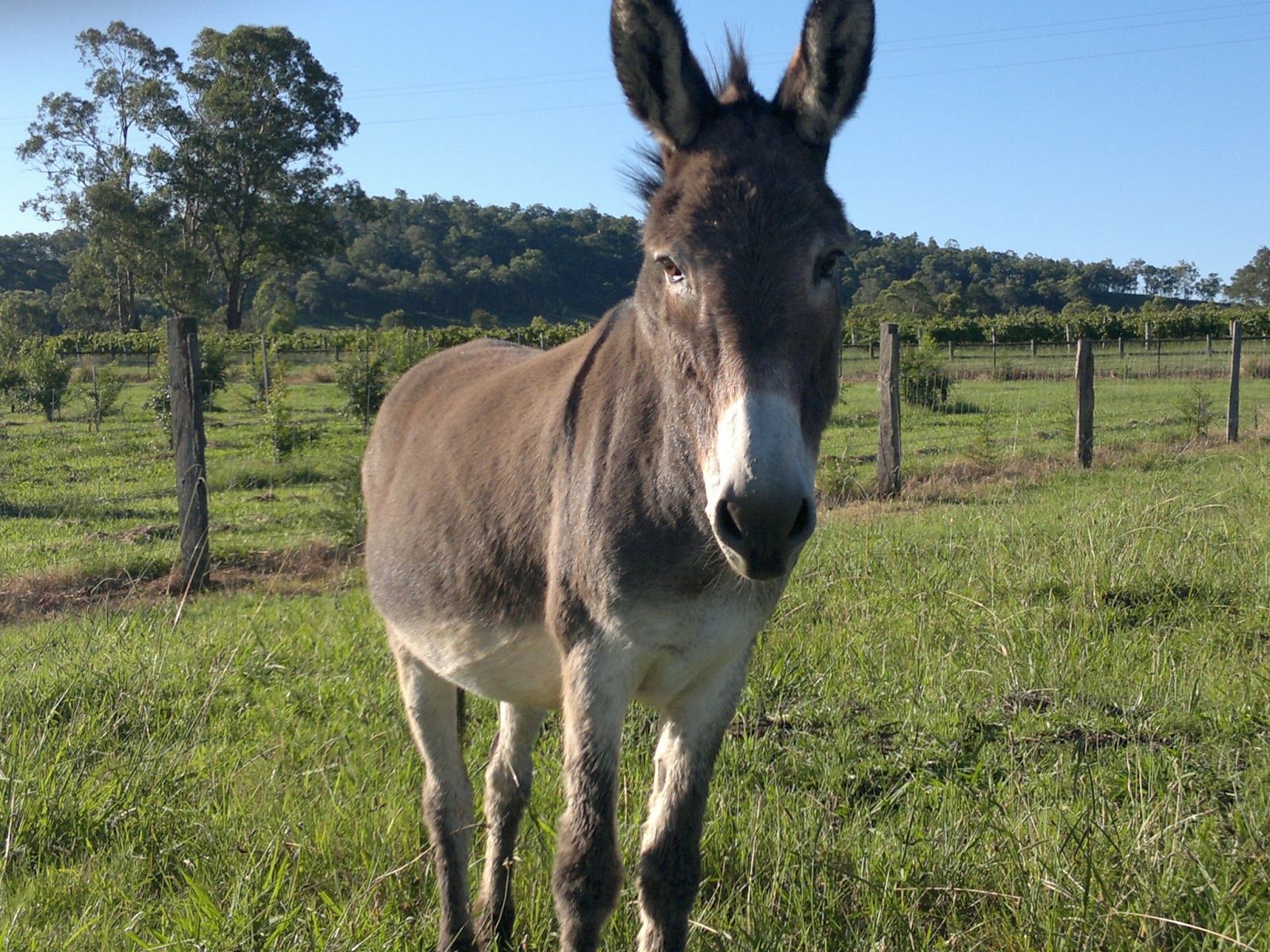 Detail Donkey Downloads Nomer 51