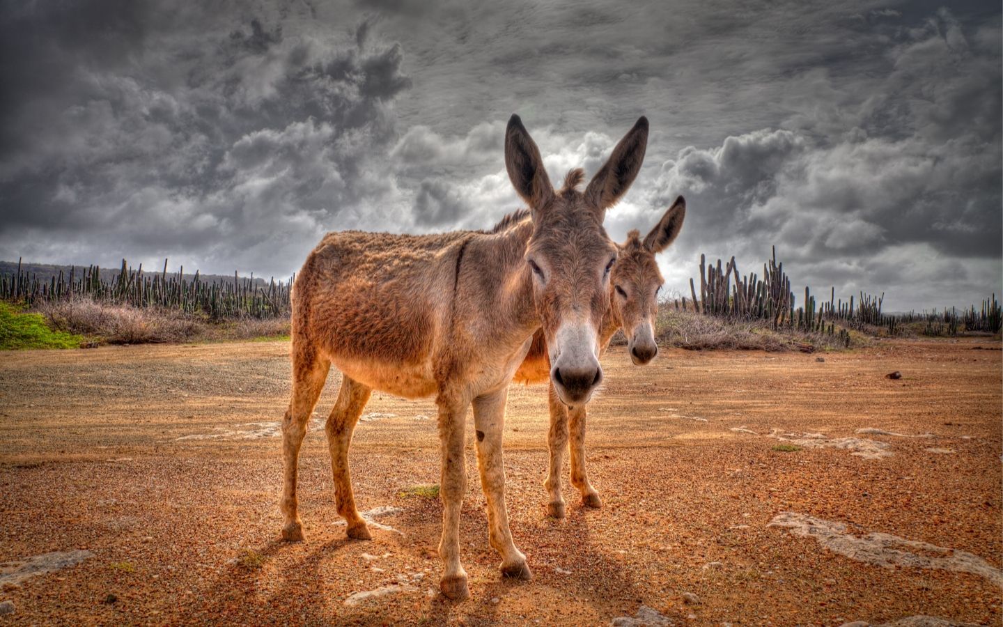 Detail Donkey Downloads Nomer 52