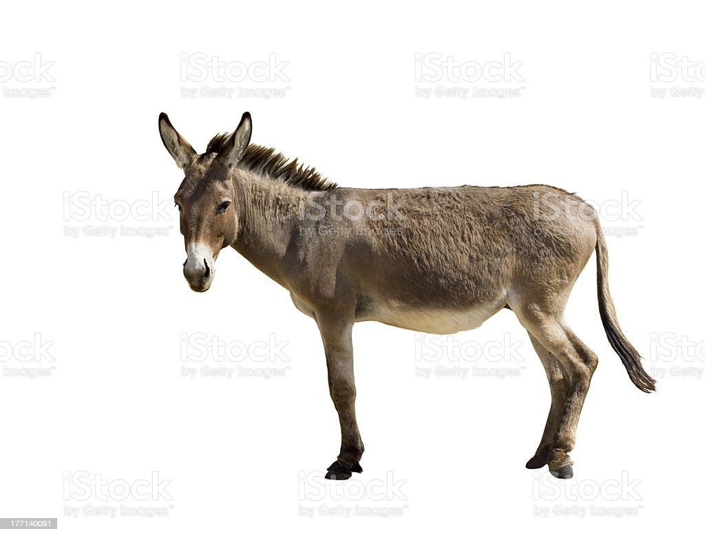 Detail Donkey Downloads Nomer 53