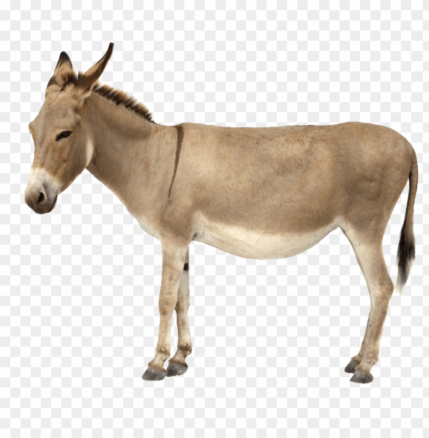 Detail Donkey Downloads Nomer 9