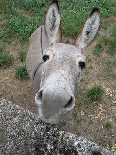 Detail Donkey Downloads Nomer 10