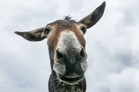 Donkey Face Images - KibrisPDR