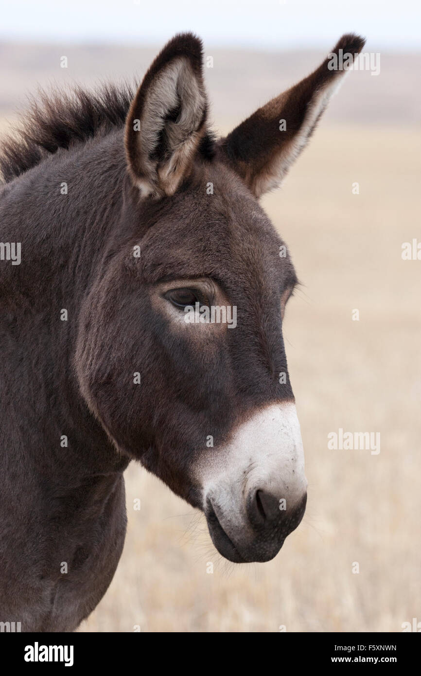 Detail Donkey Face Images Nomer 6