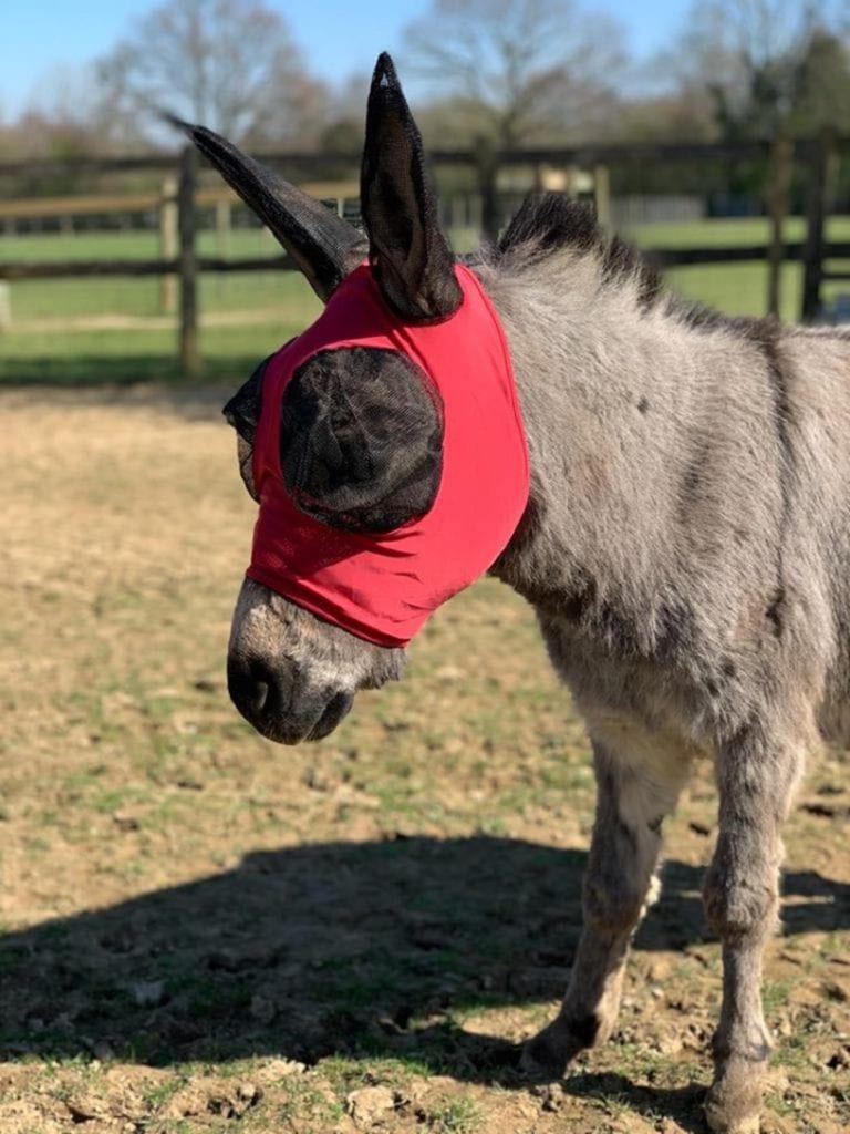 Donkey Fly Mask With Ears - KibrisPDR