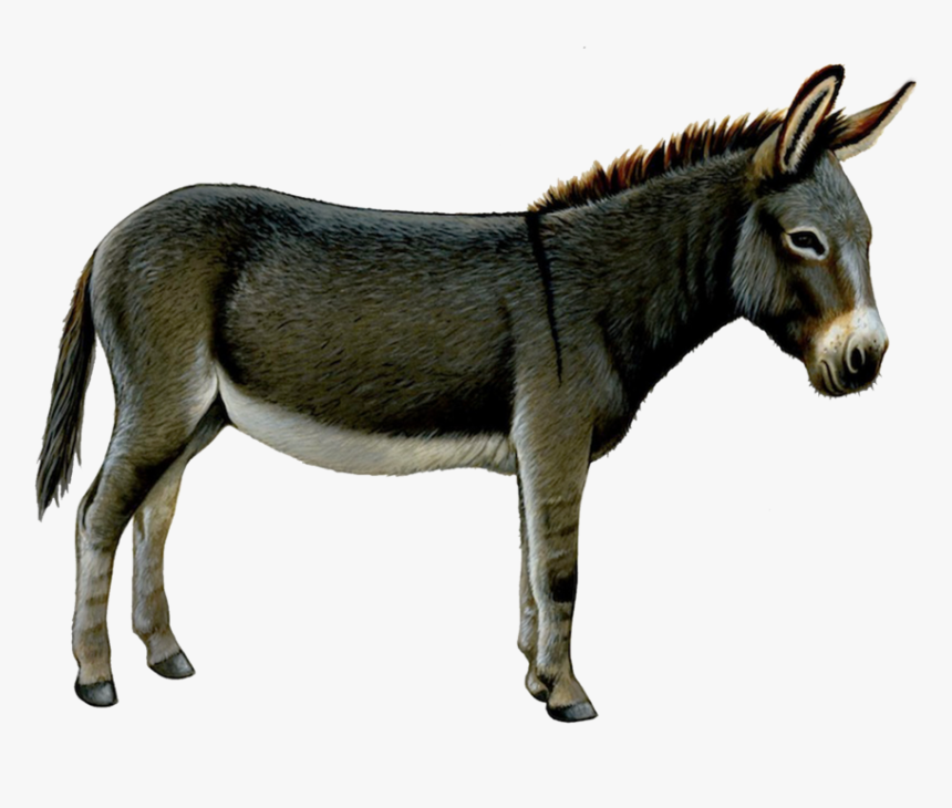 Detail Donkey Hd Nomer 21