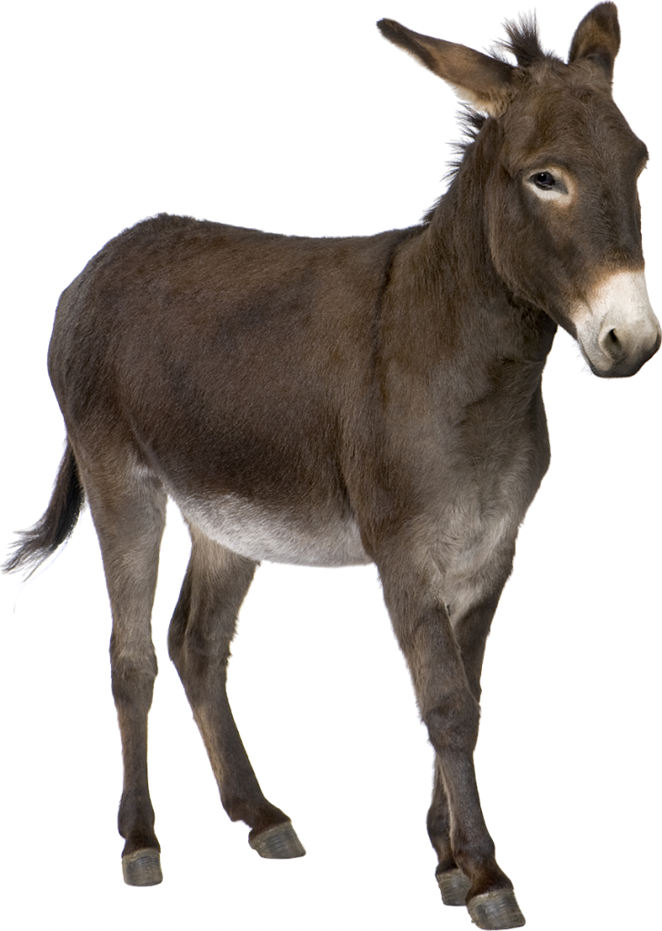 Detail Donkey Hd Nomer 24
